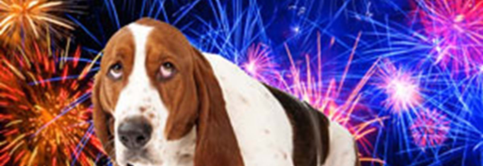 Banner for How to help your pets cope during fireworks season