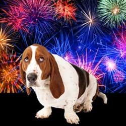 Give your furry friends a helping hand during fireworks season