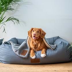 Advice for Crawley Landlords on Tenants with Pets