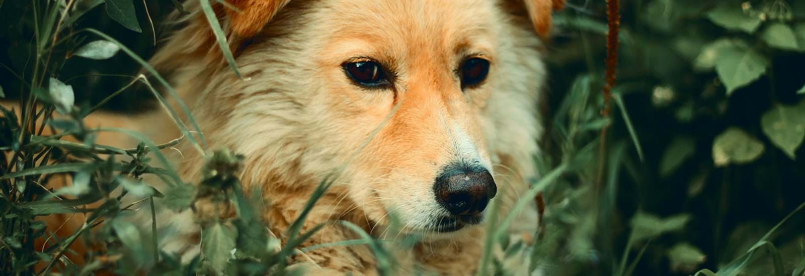 Banner for It's Feelgood Friday: Time to Focus on a Little Bit of Good News…For A Change