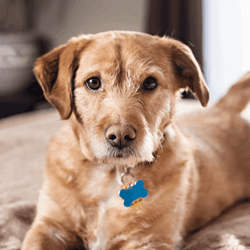 Moving with a dog? What you need to know!