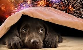 Protecting Your Pets During the Firework Season