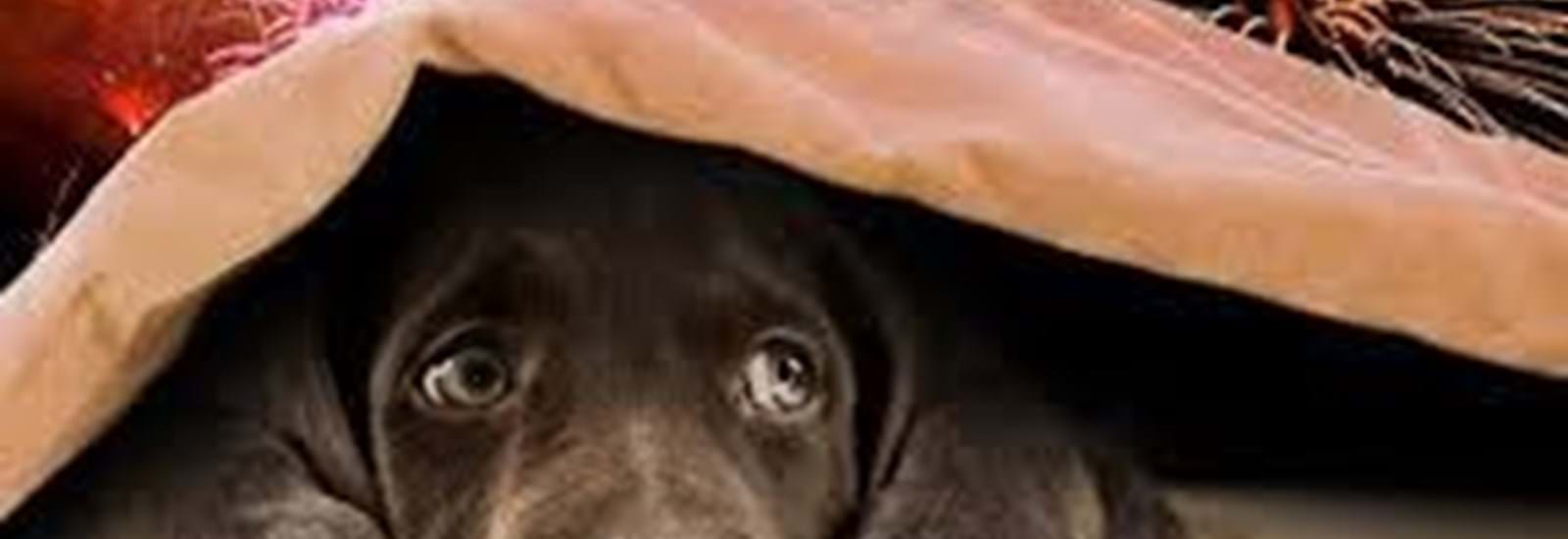 Banner for Protecting Your Pets During the Firework Season
