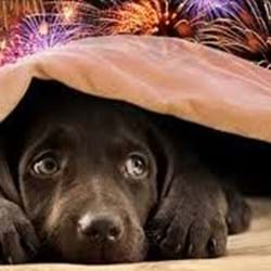 Protecting Your Pets During the Firework Season