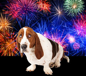 Give your furry friends a helping hand during fireworks season