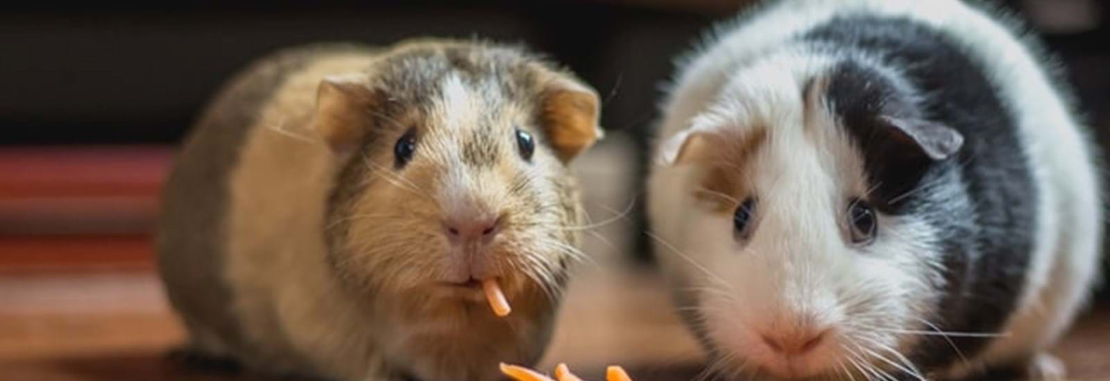 Banner for How the pets of Crawley are helping people in lockdown