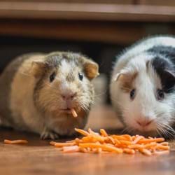How the pets of Crawley are helping people in lockdown