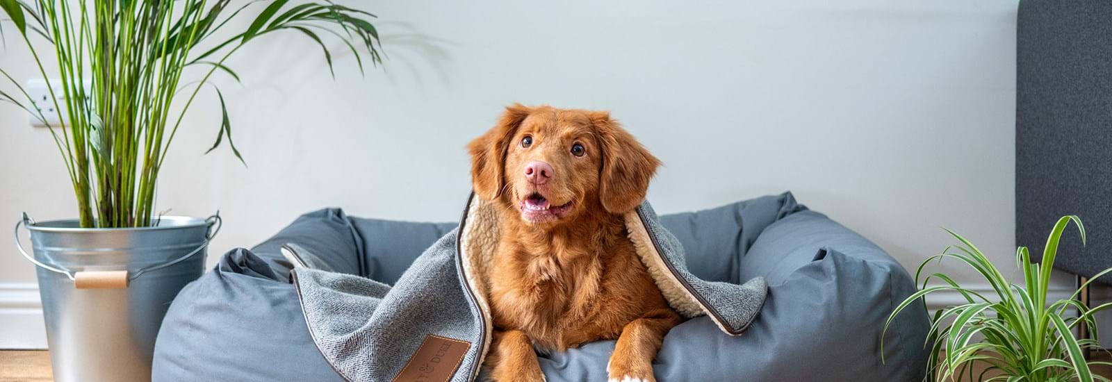 Banner for Advice for Crawley Landlords on Tenants with Pets