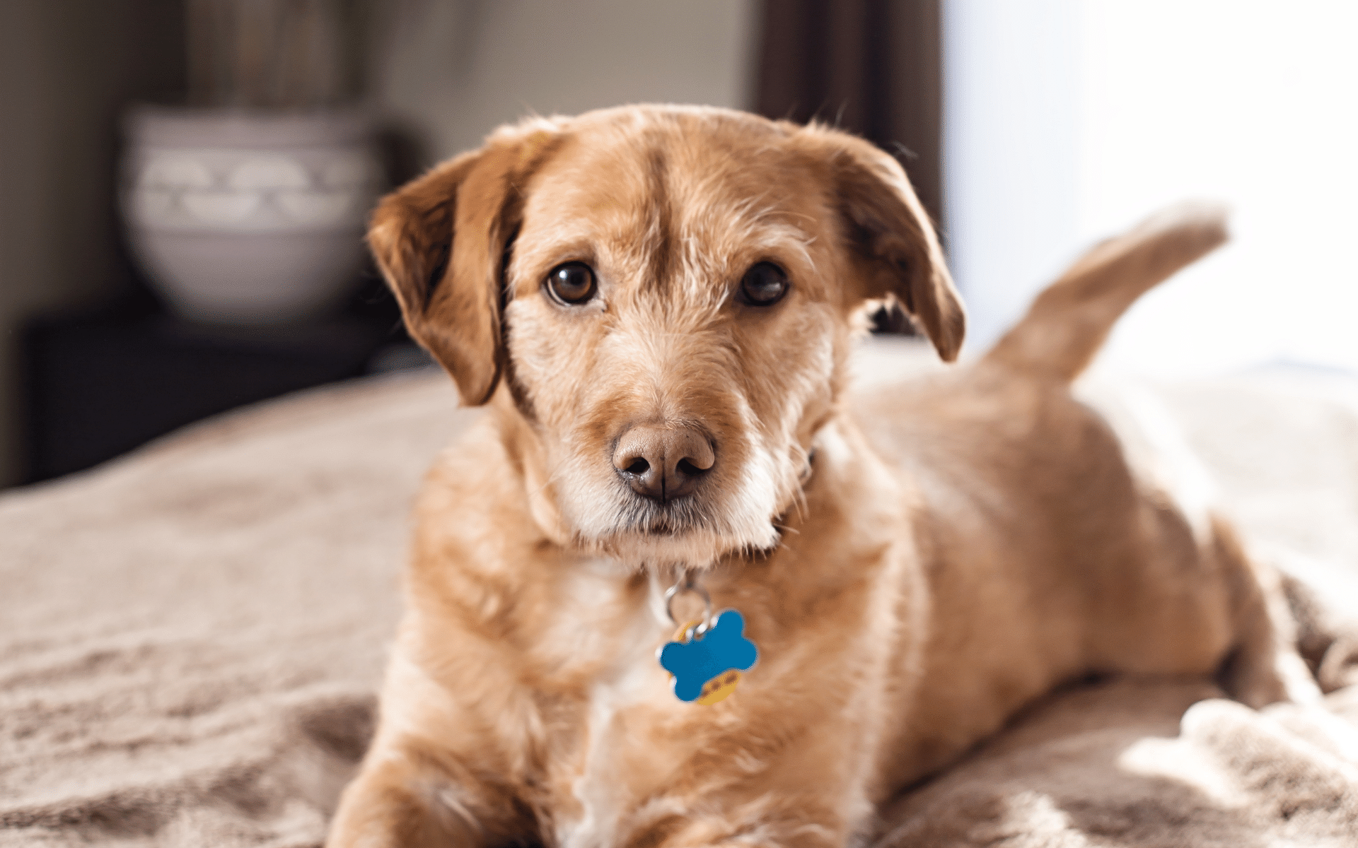 Moving with a dog? What you need to know!