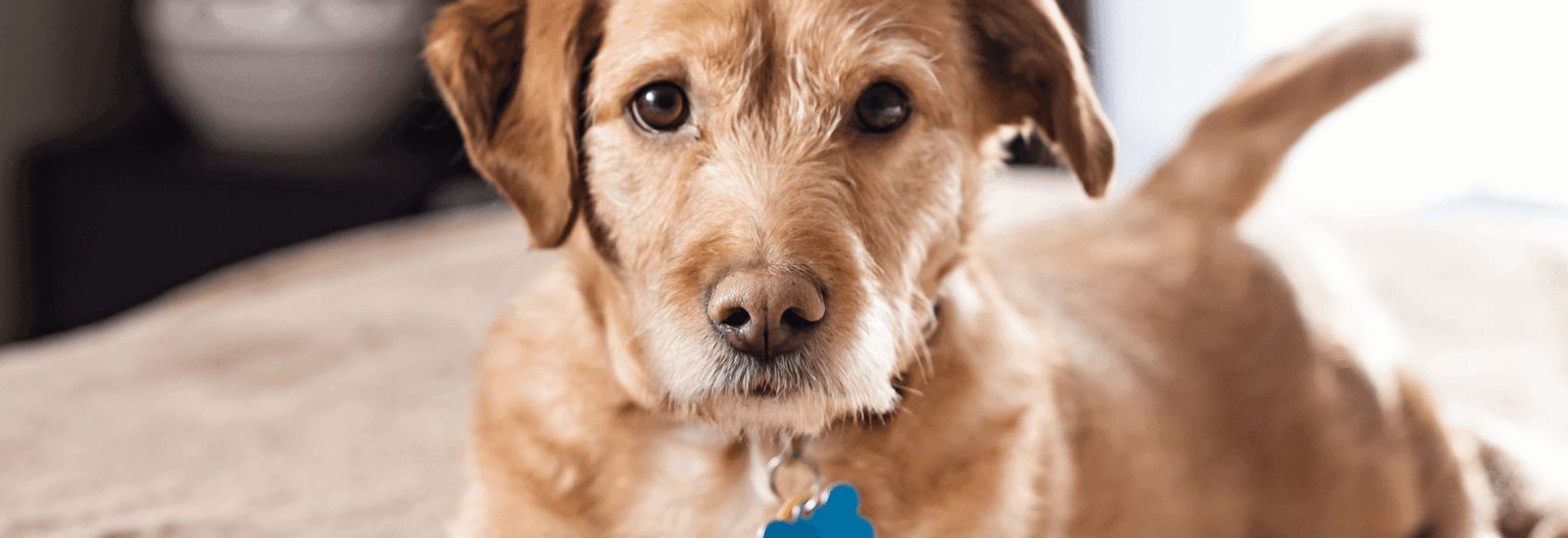 Banner for Moving with a dog?  What you need to know!